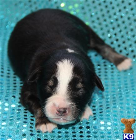 Miniature Australian Shepherd